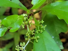Psychotria borjensis
