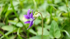 Viola inconspicua