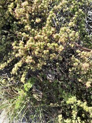 Cliffortia polygonifolia