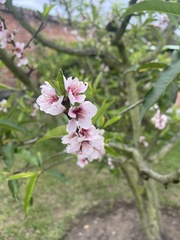 Amygdalus
