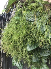 Misodendrum punctulatum