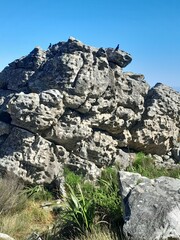 Onychognathus morio morio