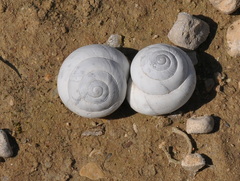 Sphincterochila candidissima