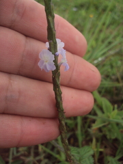Stachytarpheta