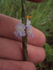 Stachytarpheta