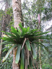 Vriesea bituminosa