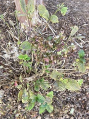 Hydrangea macrophylla