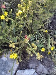 Cullumia reticulata