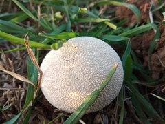 Lycoperdon pratense