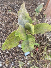 Hydrangea macrophylla