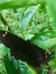 Erebus hieroglyphica