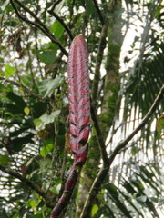 Vriesea bituminosa