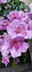 Podranea ricasoliana
