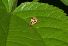 Psyllobora confluens