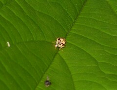 Psyllobora confluens