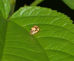 Psyllobora confluens