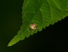 Psyllobora confluens