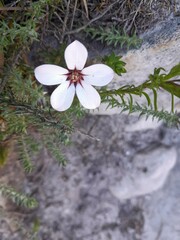 Adenandra
