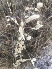 Eragrostis superba