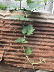 Cucurbita moschata