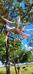Erythrina americana
