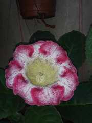 Gesnerieae