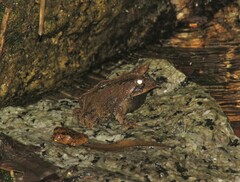 Proceratophrys itamari