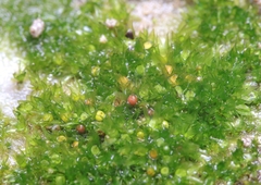 Physcomitrium patens