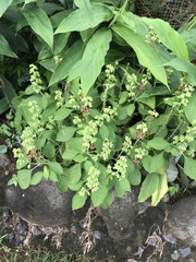 Ocimum