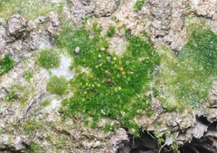 Physcomitrium patens