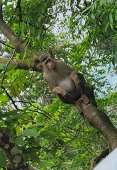 Macaca nemestrina