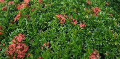 Ixora coccinea