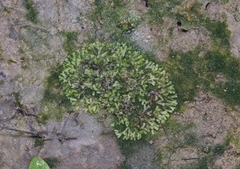 Riccia huebeneriana