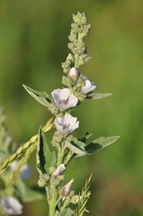 Althaea officinalis