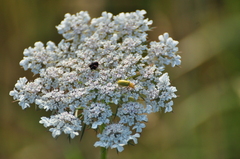 Cteniopus sulphureus