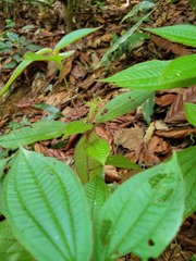 Miconia agrestis