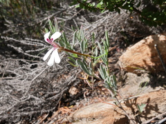 Pelargonium laevigatum laevigatum