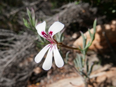 Pelargonium laevigatum laevigatum
