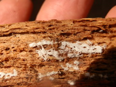 Ceratiomyxa fruticulosa fruticulosa