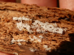 Ceratiomyxa fruticulosa fruticulosa