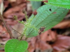 Miconia agrestis