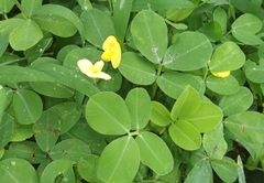 Arachis