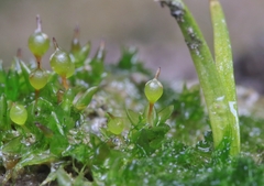Physcomitrium sphaericum
