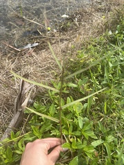 Panicum repens
