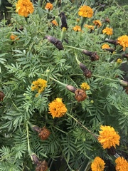 Tagetes erecta