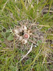 Parodia mammulosa