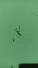 Homoeoxipha lycoides
