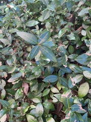 Trachelospermum asiaticum