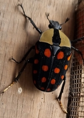 Mecynorhina passerinii