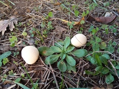Lycoperdon pratense